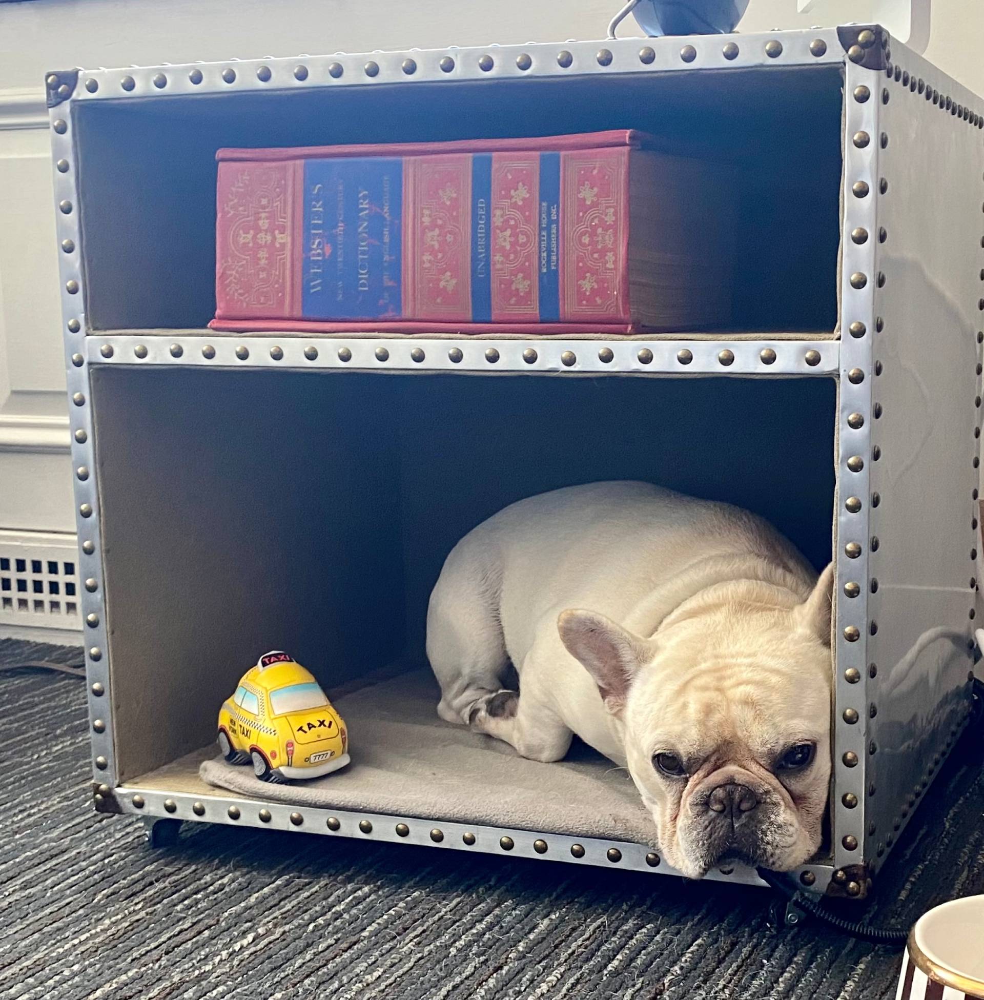 A dog laying on its bed in the middle of an open book case.