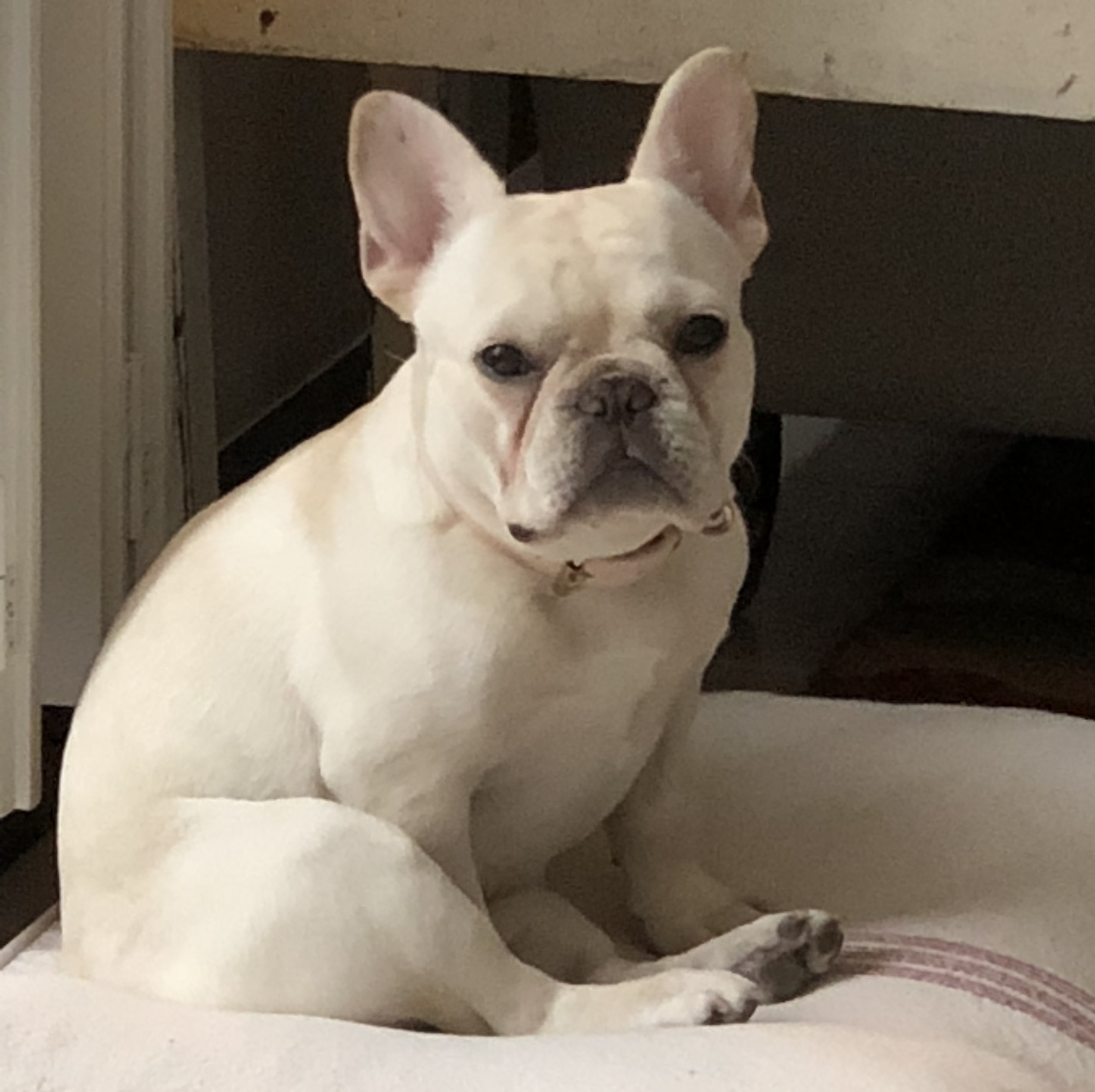 A white French Bulldog sitting on a bed looking at the camera.