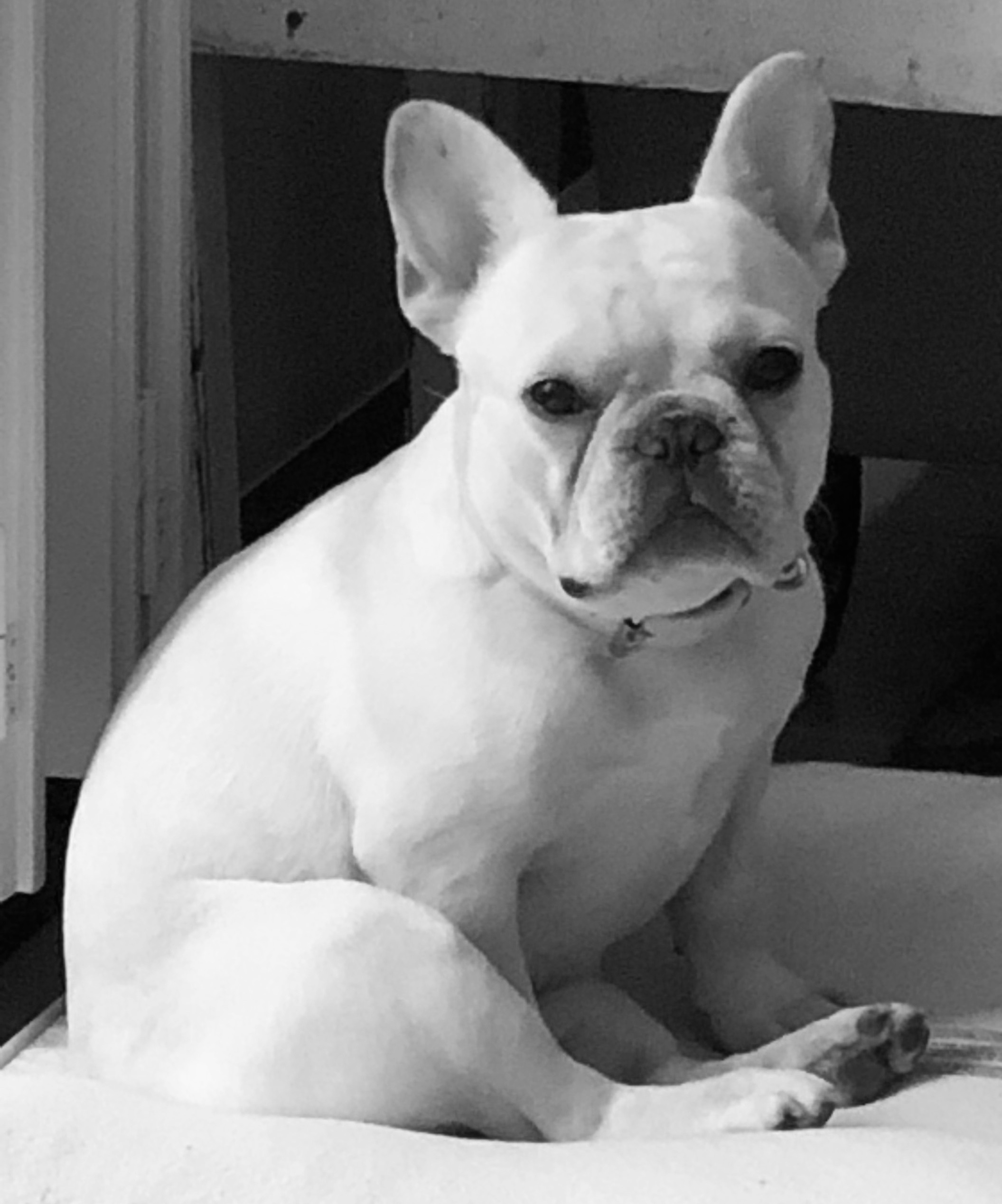 Ruby<br>Chief Morale Officer